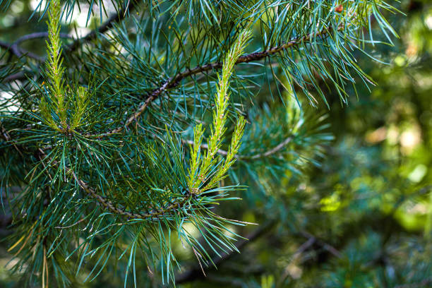 frische immergrüne kiefernzweige mit grünen nadeln im wald in der frühlings- und sommersaison - growth new evergreen tree pine tree stock-fotos und bilder