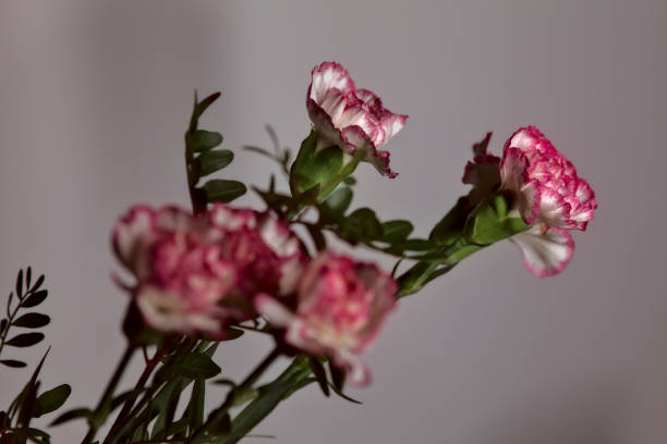 istock White and pink carnation on a white background 1280233678