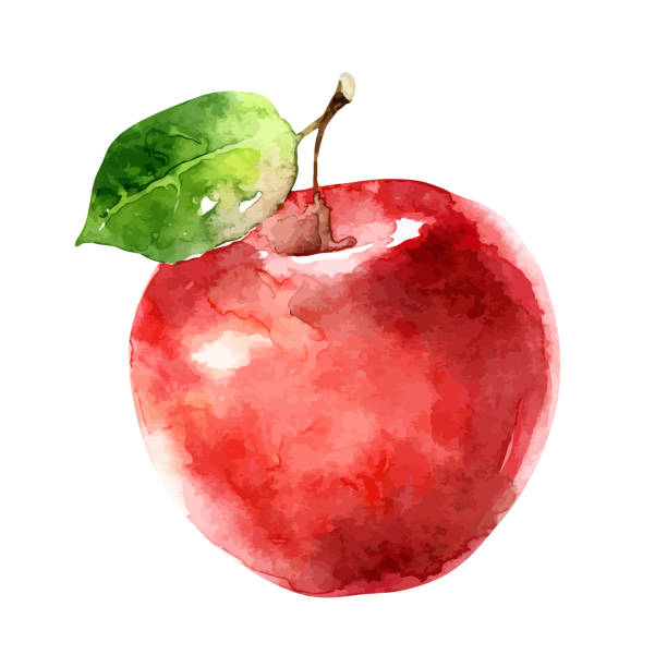 Watercolor vector apple on white background Ripe red apple isolated on white background. Watercolor vector illustration apple stock illustrations