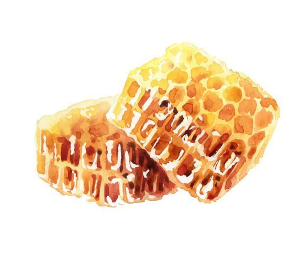ilustrações de stock, clip art, desenhos animados e ícones de watercolor honeycombs on white background - favo de mel ilustrações