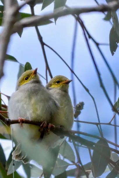 Tiny baby white plumed honeyeaters perched on a branch
