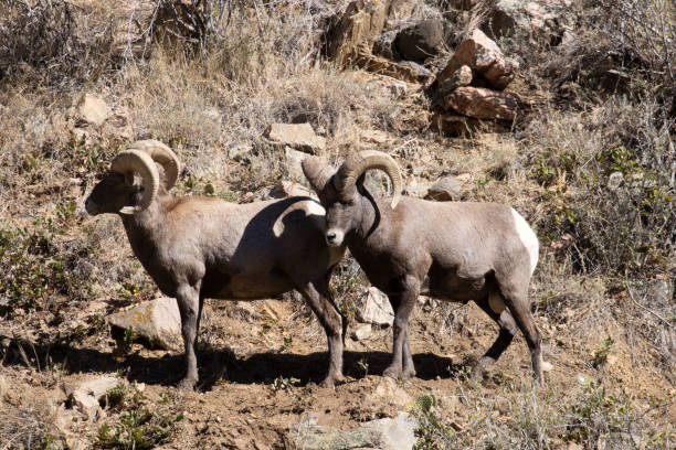 istock Bighorn Sheep in Waterton Canyon Autumn 1280236608