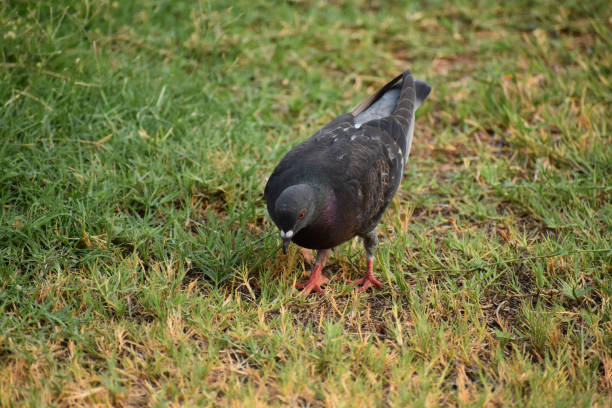 istock Pigeon eating in grass 1280236639