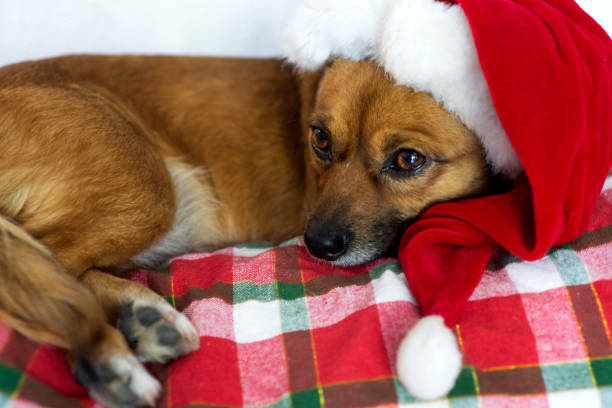 istock puppies disguised as Christmas 1280236684