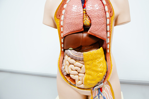 illustration of internal organs is on the women's body against gray background, The concept of Medical treatment and Healthcare