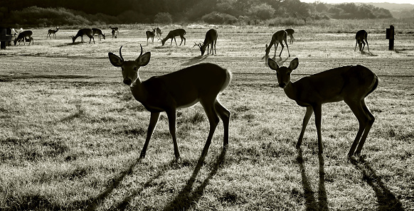 Silhouette of South Texas Deer in black and white.