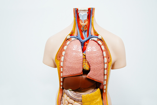 3D Illustration Concept of Human Circulatory System Heart Anatomy