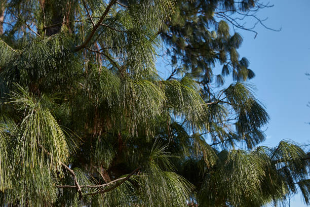 Pinus wallichiana tree Pinus wallichiana branch close up pinus wallichiana stock pictures, royalty-free photos & images