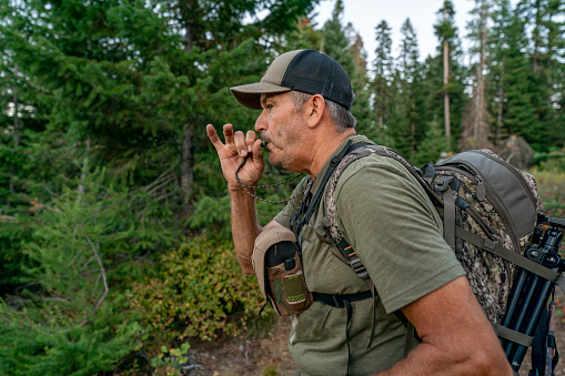 A middle aged man hunting in a forest located in the Pacific Northwest region of the United States uses a bugle to call wild game.