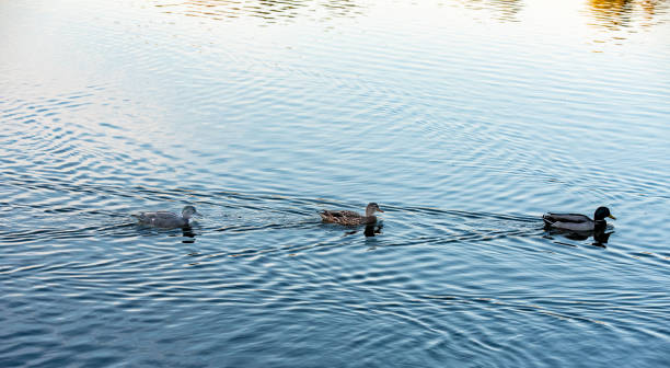 istock Three mallard ducks swimming in a row on surface of pond 1280238448