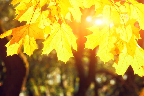 Autumn park with red fallen leaves