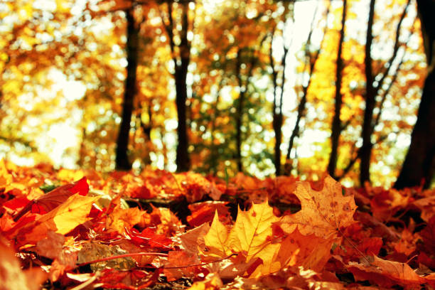 istock Colorful bright leaves falling in autumnal park. 1280242783
