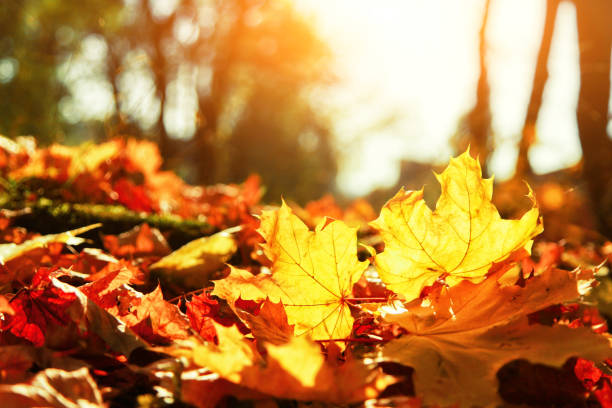 istock Colorful bright leaves falling in autumnal park. 1280242795