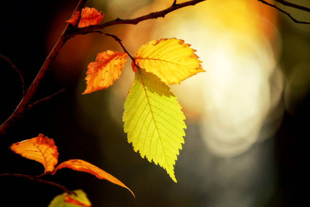 istock Colorful bright leaves falling in autumnal park. 1280242905