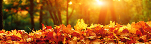 istock Colorful bright leaves falling in autumnal park. 1280242990