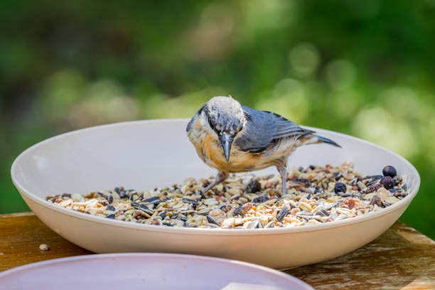 istock Eurasian nuthatch or Wood nuthatch (Sitta europaea) in a bowl with seeds 1280245459