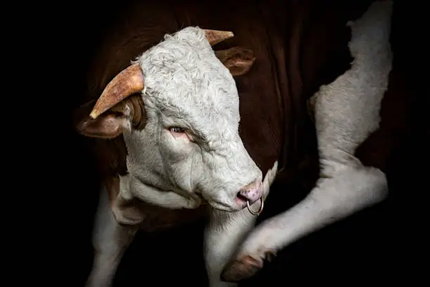 Portrait of angry bull against black background. The bull kicks with its hind legs while leaning firmly on its front legs.
