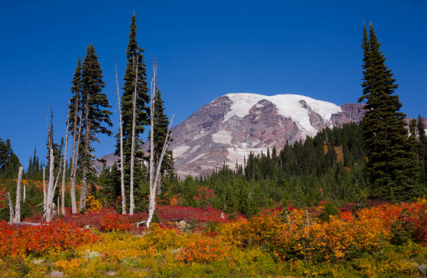 istock Stunning fall foliage at Mt. Rainier National Park in Washington state 1280248735