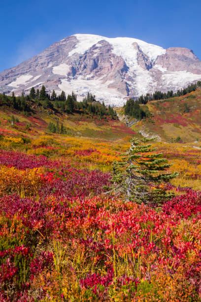 istock Stunning fall foliage at Mt. Rainier National Park in Washington state 1280248830