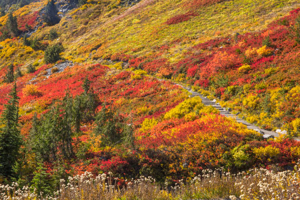istock Stunning fall foliage at Mt. Rainier National Park in Washington state 1280249359