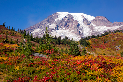 Beautiful, vibrant colors of fall foliage surround Mt. Rainier in Mt. Rainier National Park in autumn.