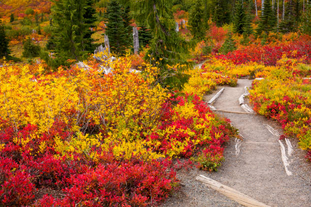 istock Stunning fall foliage at Mt. Rainier National Park in Washington state 1280249478