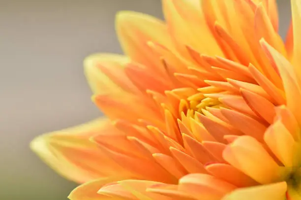 A yellow and orange  Dahlia shot from the side