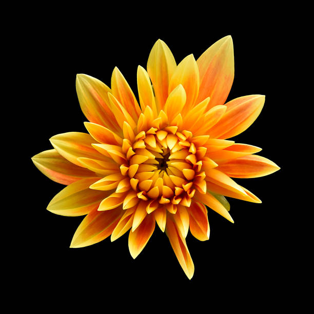 A not symmetrical yellow and orange and Dahlia on a black background