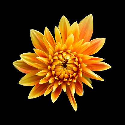 A not symmetrical yellow and orange and Dahlia on a black background