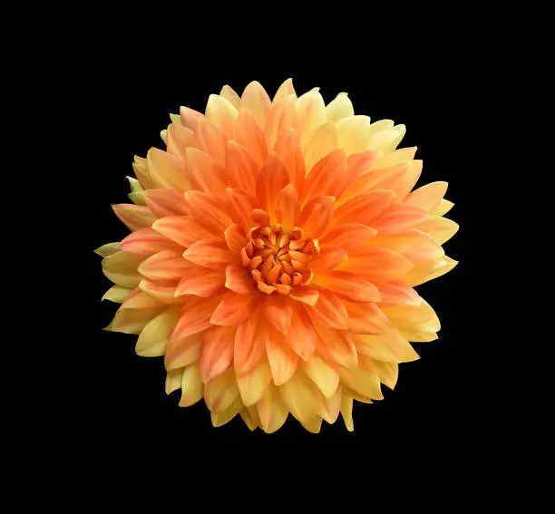 A very symmetrical yellow and orange and Dahlia on a black background