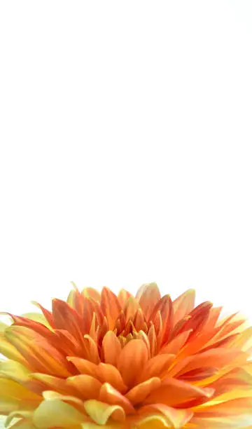 A yellow and orange and a little red Dahlia up against an overexposed sky.