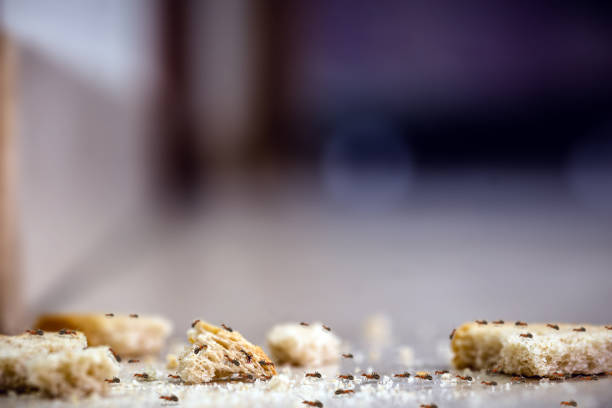 línea de hormigas dentro de la casa, en migas de pan tendidos en el suelo. residuos de bran, suciedad, problemas de plagas de insectos dentro del apartamento - hormiga fotografías e imágenes de stock