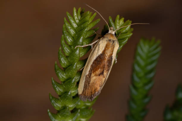 istock Bicolored Bird-dropping Moth in a plant 1280256195