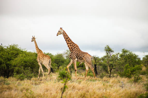 istock African Giraffe in a South African wildlife reserve 1280265013
