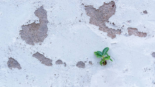 Small plant adaptation grows on cement wall.  Little beautiful tree grows through the cracked floor on an old white concrete wall. Concept of variation and brave. Copy space for adding your content. Small plant adaptation grows on cement wall.  Little beautiful tree grows through the cracked floor on an old white concrete wall. Concept of variation and brave. Copy space for adding your content. adaptation concept stock pictures, royalty-free photos & images