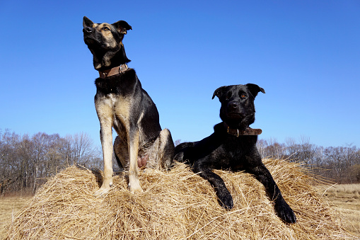 Two dogs are sitting on a haystack. Black dog smiles and second doggy looks away. Russia, Vladivostok