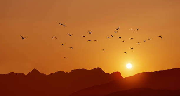 istock Flock of birds flying over warm colors sunset background 1280267466