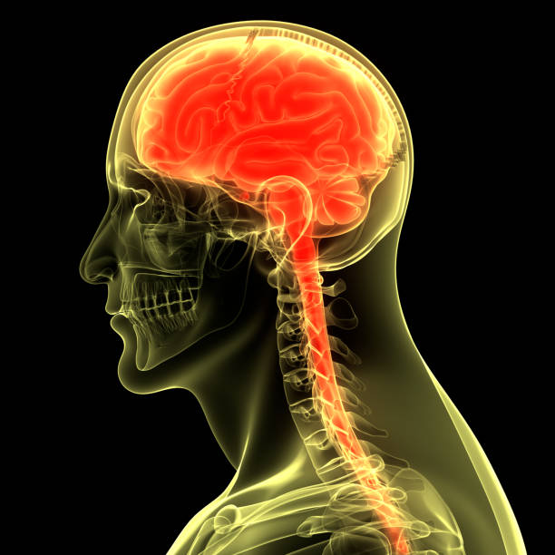 istock Central Organ of Human Nervous System Brain Anatomy 1280269440