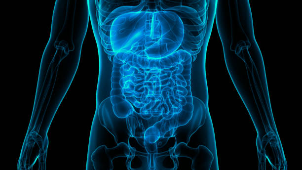 anatomía del sistema digestivo humano - intestino fotografías e imágenes de stock