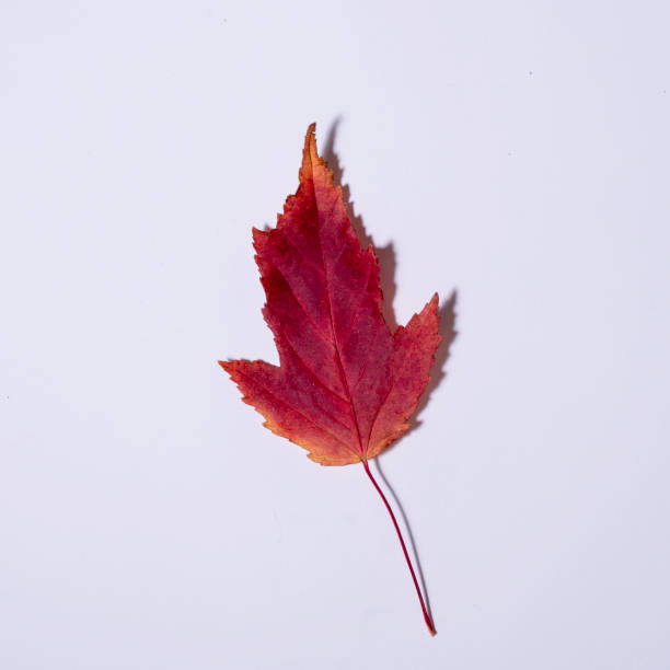 istock One red dry fallen leaf on white background, top view, close-up, copy space 1280270258