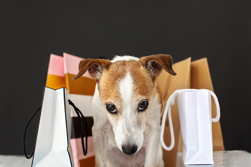 Adorable dog sitting near paper bags with merchandise after shopping against black background