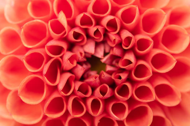 istock Close-up of dahlia flowers 1280270549