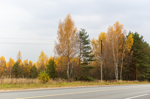 clorful fall forest and asphalt road