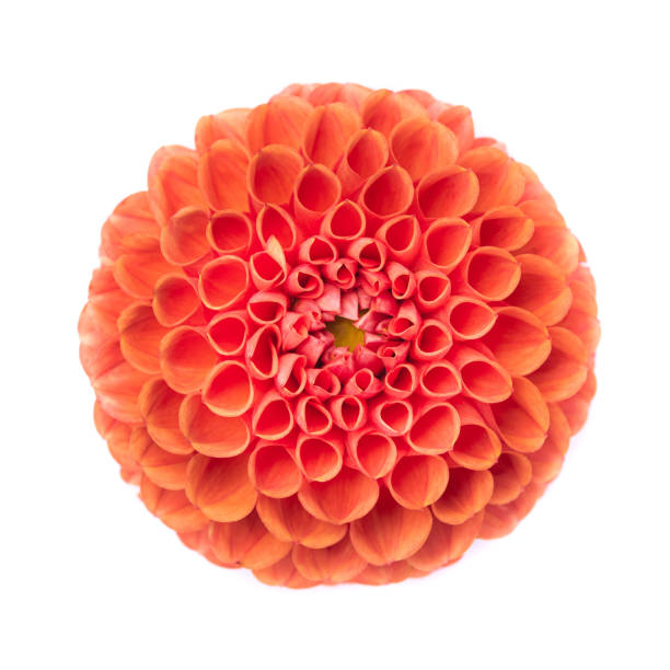 istock Dahlia flowers isolated 1280270564