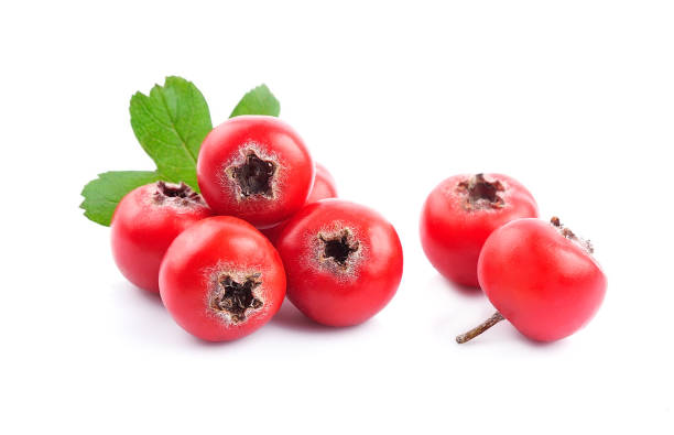 ягода боярышника - hawthorn стоковые фото и изображения