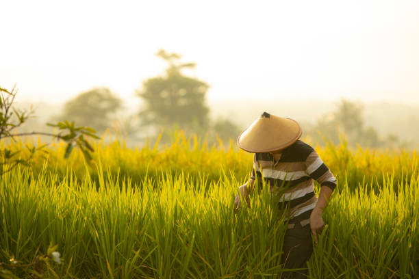 istock Asian farmer in rice field with mountain on the background 1280271261