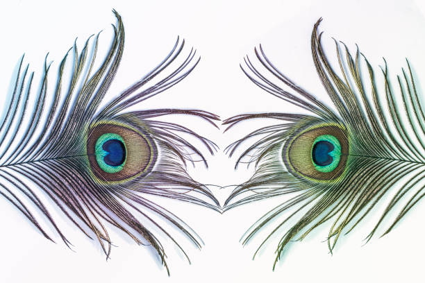 Thailand, Peacock, Peacock Feather, White Background, Pattern