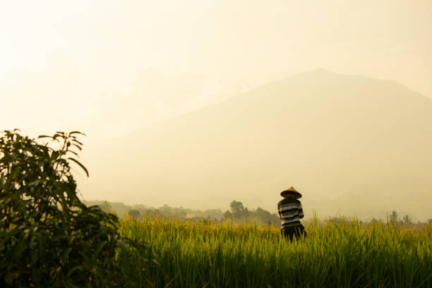 Asian farmer in rice field with mountain on the background in Cianjur District, West Java