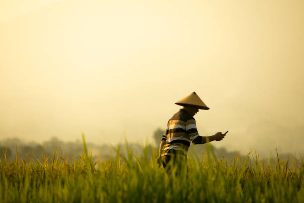 Asian farmer in rice field with mountain on the background in Cianjur District, West Java