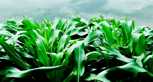 istock Template heading web banner - Corn leaves and blue sky background 1280271409
